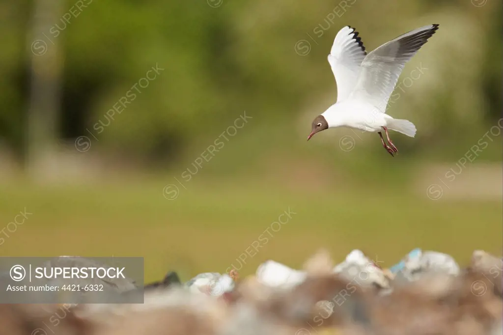 Black-headed Gull (Larus ridibundus) adult, summer plumage, in flight, foraging over rubbish in landfill site, Shropshire, England, may