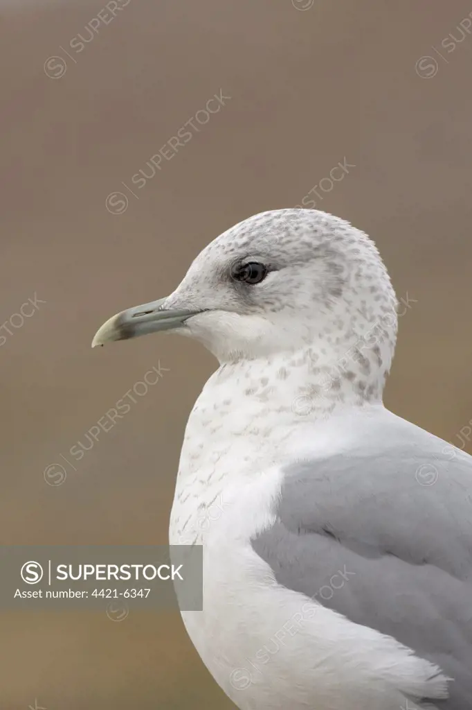 Common Gull (Larus canus) adult, winter plumage, close-up of head, Salthouse, Norfolk, England, december