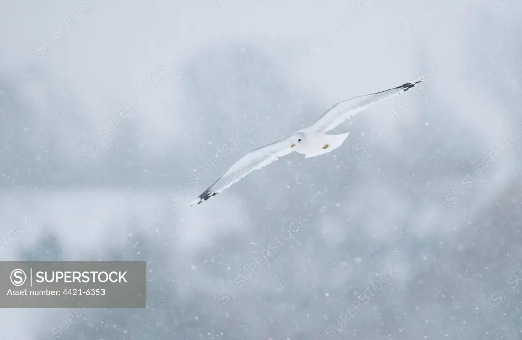 Common Gull (Larus canus) adult, winter plumage, in flight during blizzard, Derbyshire, England, january