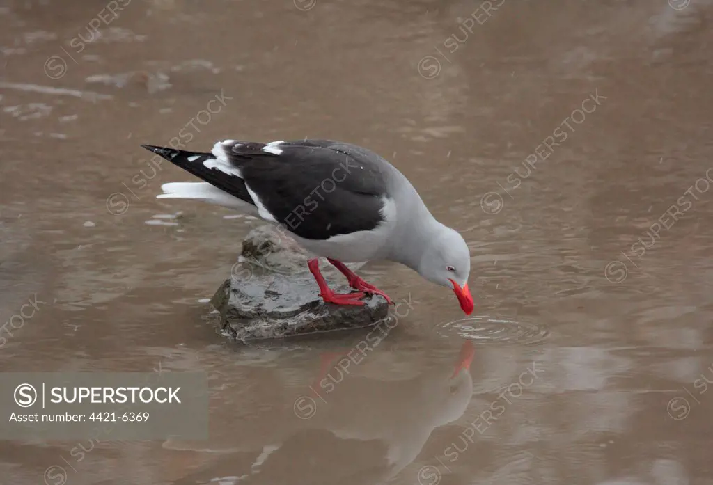 Dolphin Gull (Larus scoresbii) adult, standing on rock in water, Ushuaia, Tierra del Fuego, Argentina, august