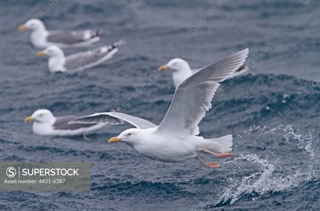 Glaucous Gull (Larus hyperboreus) adult, summer plumage, in flight, taking off from sea, with Herring Gulls (Larus argentatus) swimming on sea in background, Varanger, Northern Norway, march