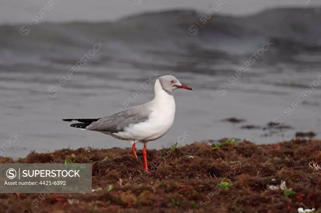 Grey-headed Gull (Chroicocephalus cirrocephalus) adult, breeding plumage, standing amongst seaweed on beach, Western Division, Gambia, march