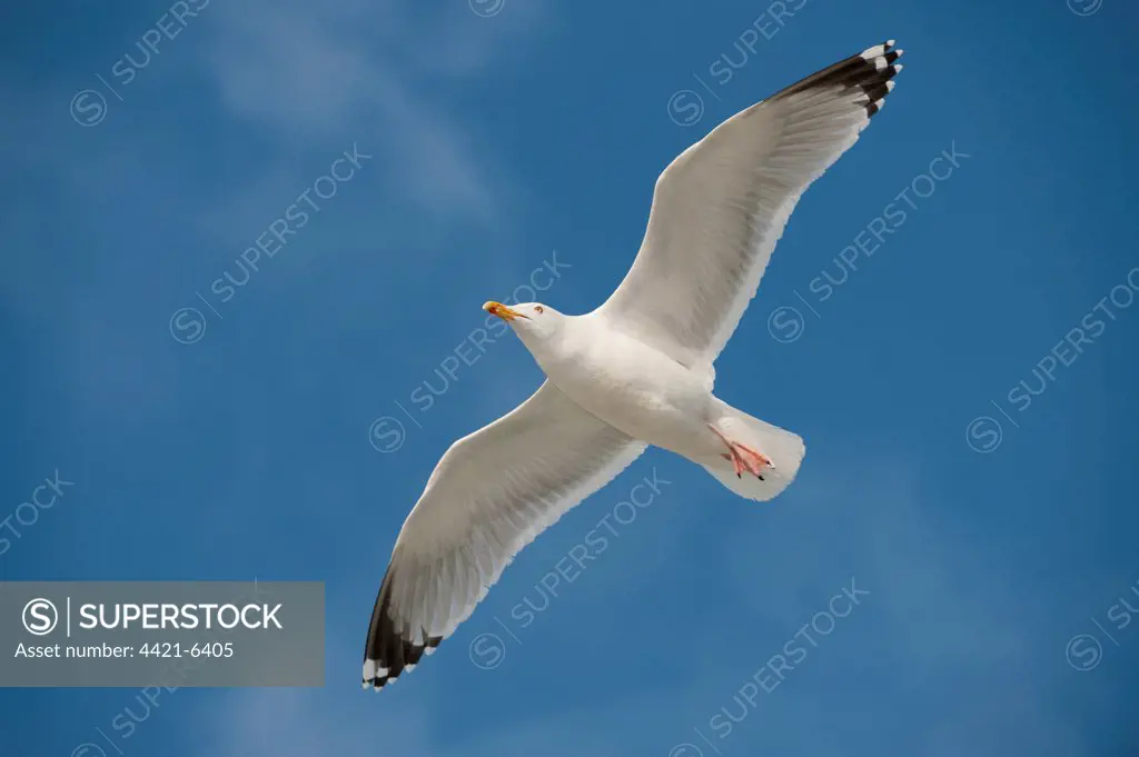 Herring Gull (Larus argentatus) adult, summer plumage, in flight, Langdon Cliffs, Dover, Kent, England, march