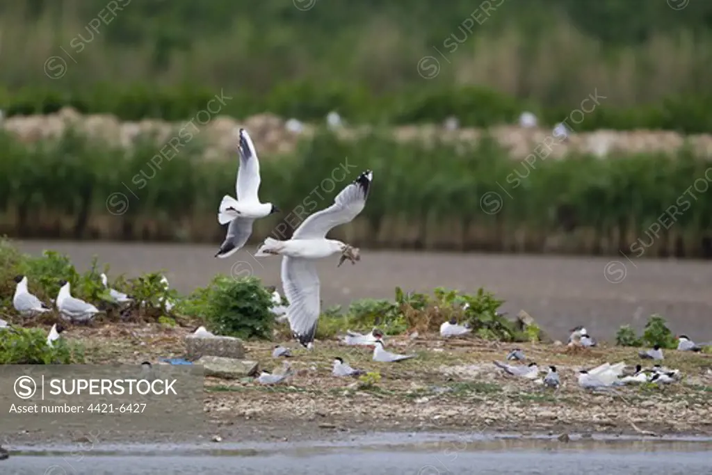 Herring Gull (Larus argentatus) adult, in flight, carrying Black-headed Gull (Larus ridibundus) chick in beak, being pursued by Black-headed Gull (Larus ridibundus) adult, over Common Tern (Sterna hirundo) nesting colony, Minsmere RSPB Reserve, Suffolk, England, june