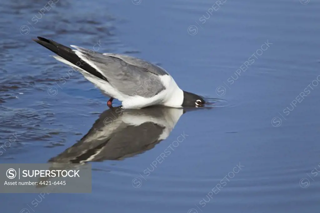 Laughing Gull (Larus atricilla) adult, breeding plumage, drinking, South Padre Island, Texas, U.S.A., april