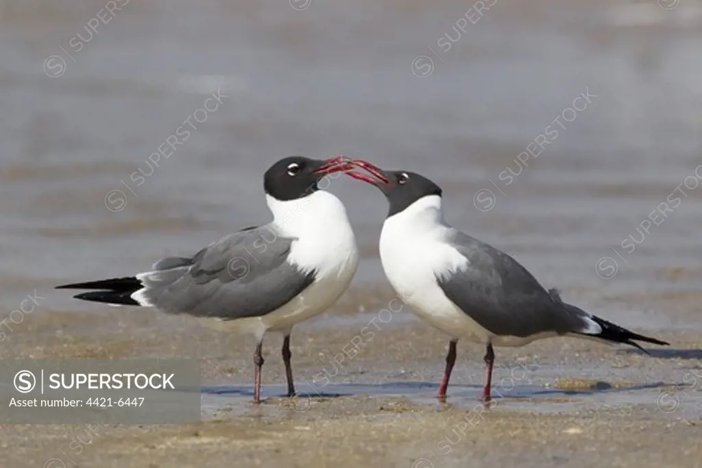 Laughing Gull (Larus atricilla) adult pair, breeding plumage, courtship behaviour, standing on shore at coast, South Padre Island, Texas, U.S.A., april
