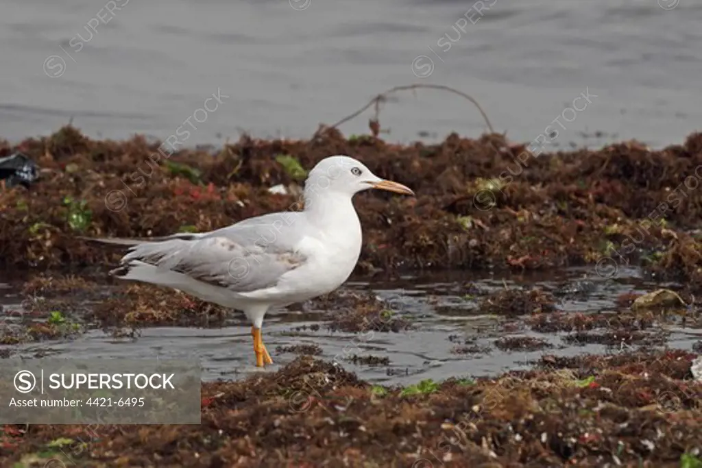 Slender-billed Gull (Chroicocephalus genei) immature, standing amongst seaweed in shallow water, Gambia, march