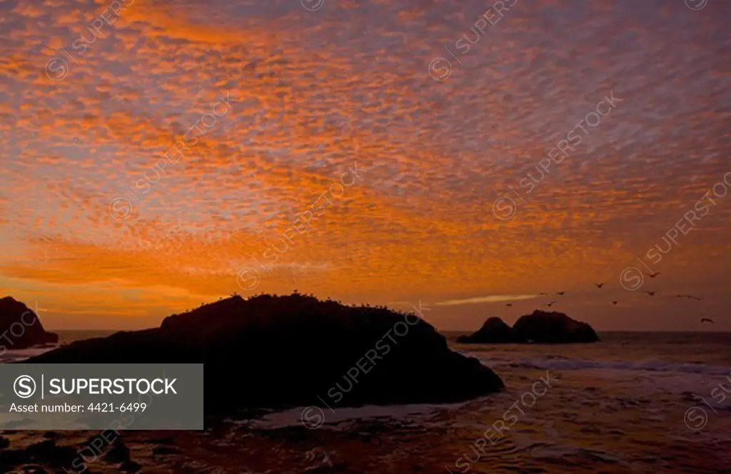 Western Gull (Larus occidentalis) flock, in flight, coming into roost on rocks in coastal habitat, silhouetted at sunset, Seal Rocks, Point Lobos, San Francisco, California, U.S.A., november