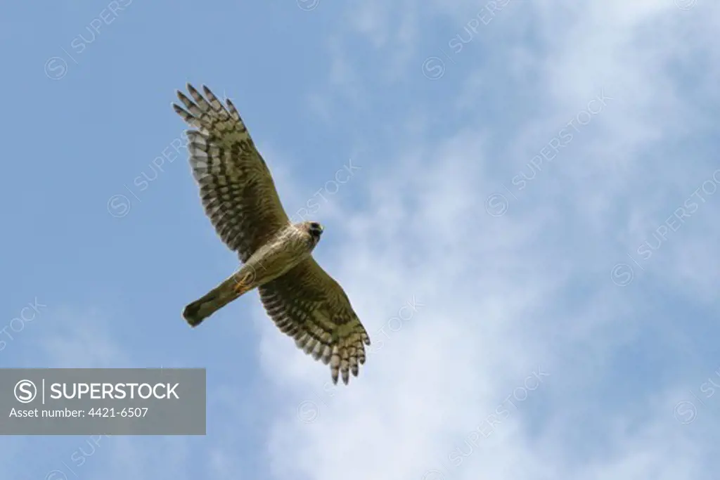 Hen Harrier (Circus cyaneus) adult female, in flight, calling, Bankend Rig, Lanarkshire, Scotland