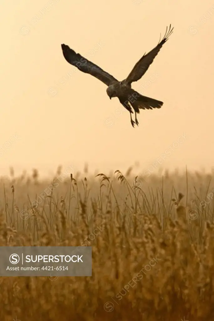 Marsh Harrier (Circus aeruginosus) adult male, in flight, over reedbed at dawn, Minsmere RSPB Reserve, Suffolk, England, february