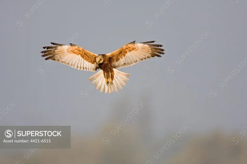 Marsh Harrier (Circus aeruginosus) adult male, in flight, stalling whilst hunting over reedbed, Minsmere RSPB Reserve, Suffolk, England, may