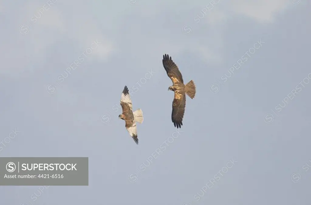 Marsh Harrier (Circus aeruginosus) (Circus aeruginosus) adult pair, sparring in flight, Norfolk, England, winter