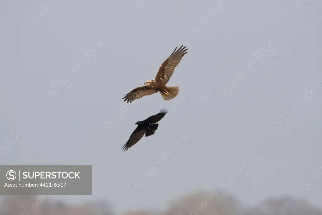 Western Marsh Harrier (Circus aeruginosus) adult female, mobbed by Carrion Crow (Corvus corone), Minsmere RSPB Reserve, Suffolk, England, april
