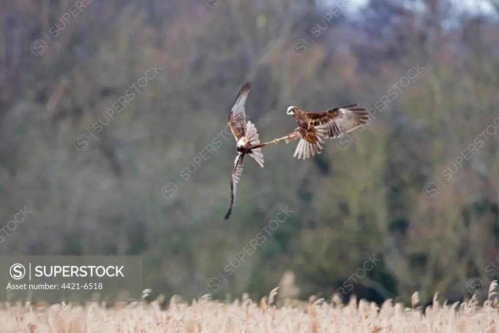 Western Marsh Harrier (Circus aeruginosus) two adult females, in flight, fighting, Minsmere RSPB Reserve, Suffolk, England, march