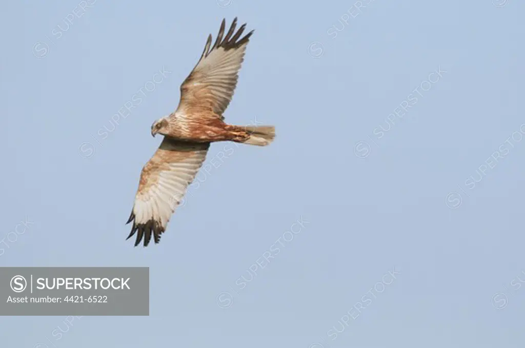 Western Marsh Harrier (Circus aeruginosus) adult male, in flight, in evening light, North Kent Marshes, Kent, England, may