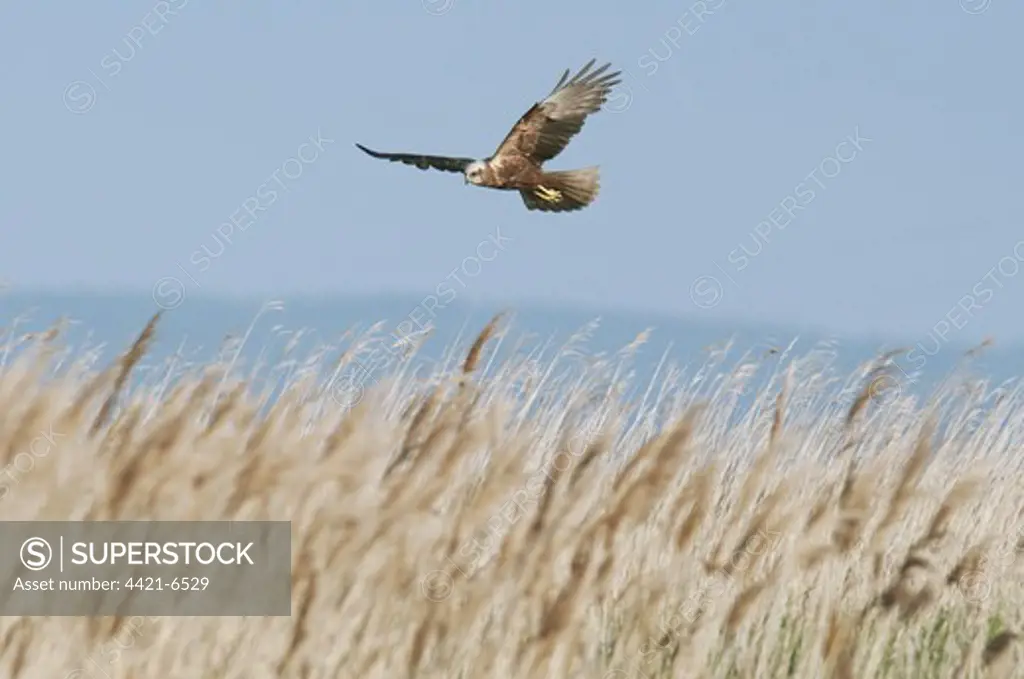 Western Marsh Harrier (Circus aeruginosus) adult female, in flight, dropping onto nest in reedbed, North Kent Marshes, Isle of Sheppey, Kent, England, june
