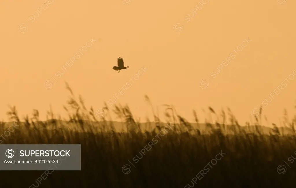 Western Marsh Harrier (Circus aeruginosus) adult, in flight over reedbed habitat, silhouetted at dawn, Cley, Norfolk, England, april