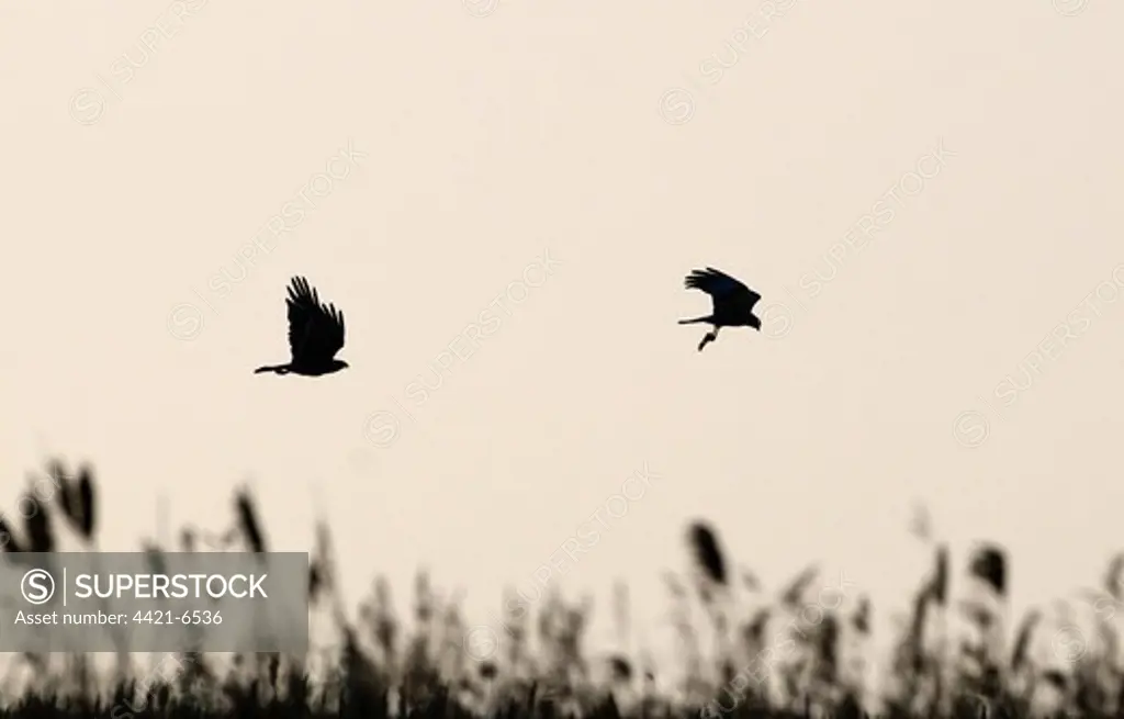 Western Marsh Harrier (Circus aeruginosus) adult male, about to food pass to immature, silhouetted in flight, Cley Marshes, Cley-next-the-Sea, Norfolk, England, may