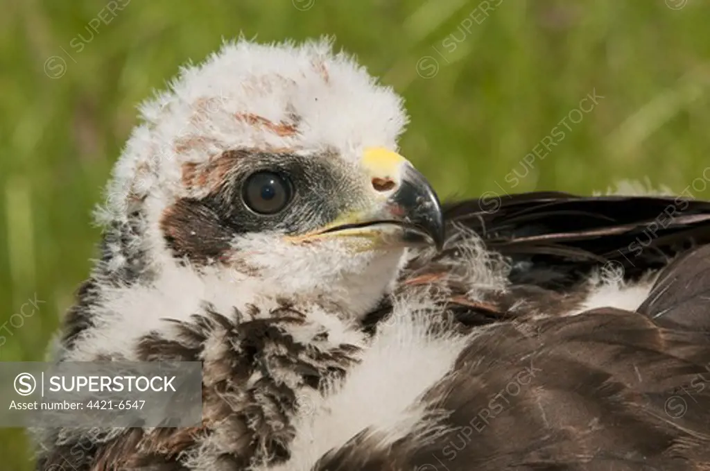 Western Marsh Harrier (Circus aeruginosus) chick, close-up of head, held during wing tagging to ascertain movements, North Kent Marshes, Isle of Sheppey, Kent, England, june