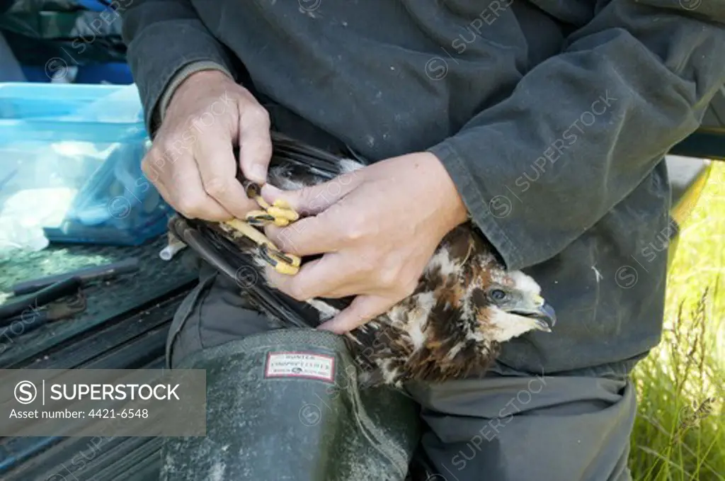 Western Marsh Harrier (Circus aeruginosus) chick, being held by conservation worker during ringing, North Kent Marshes, Isle of Sheppey, Kent, England, june