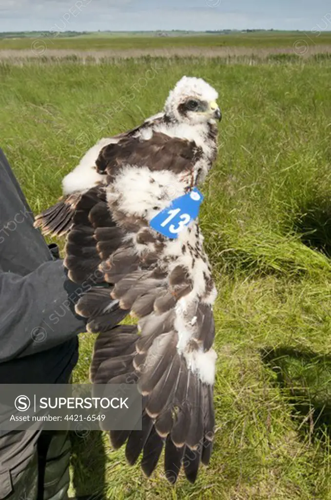 Western Marsh Harrier (Circus aeruginosus) chick, being held by conservation worker after wing tagging to ascertain movements, North Kent Marshes, Isle of Sheppey, Kent, England, june