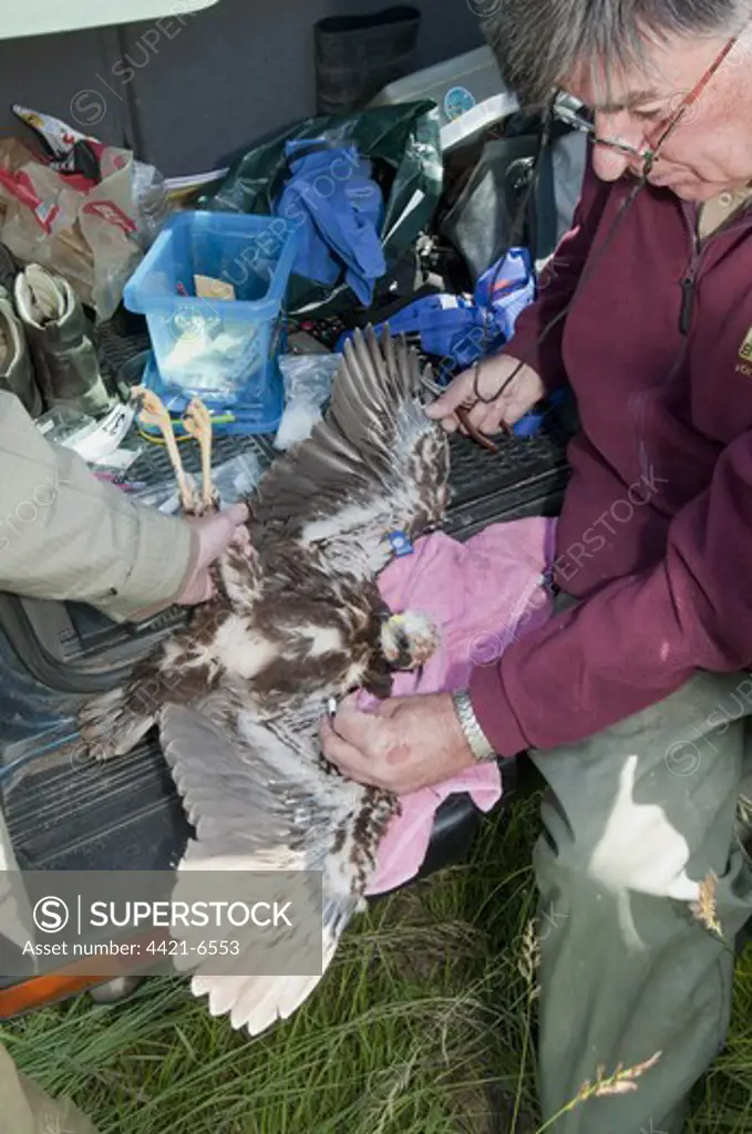 Western Marsh Harrier (Circus aeruginosus) chick, being held by conservation worker during wing tagging to ascertain movements, North Kent Marshes, Isle of Sheppey, Kent, England, june