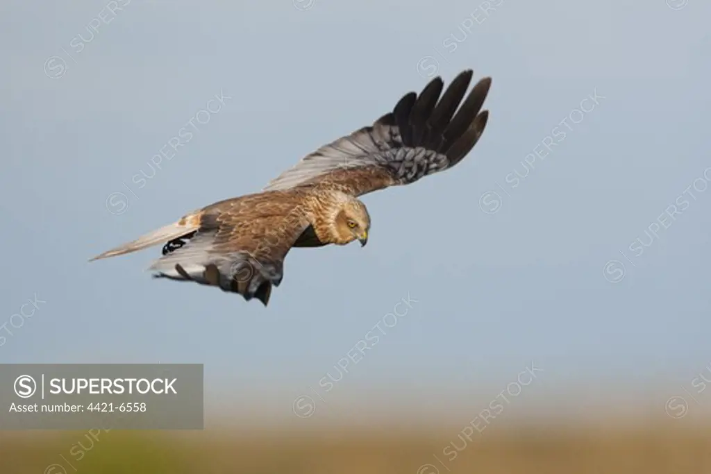 Western Marsh Harrier (Circus aeruginosus) adult male, in flight, hunting, The Broads N.P., Norfolk, England, may