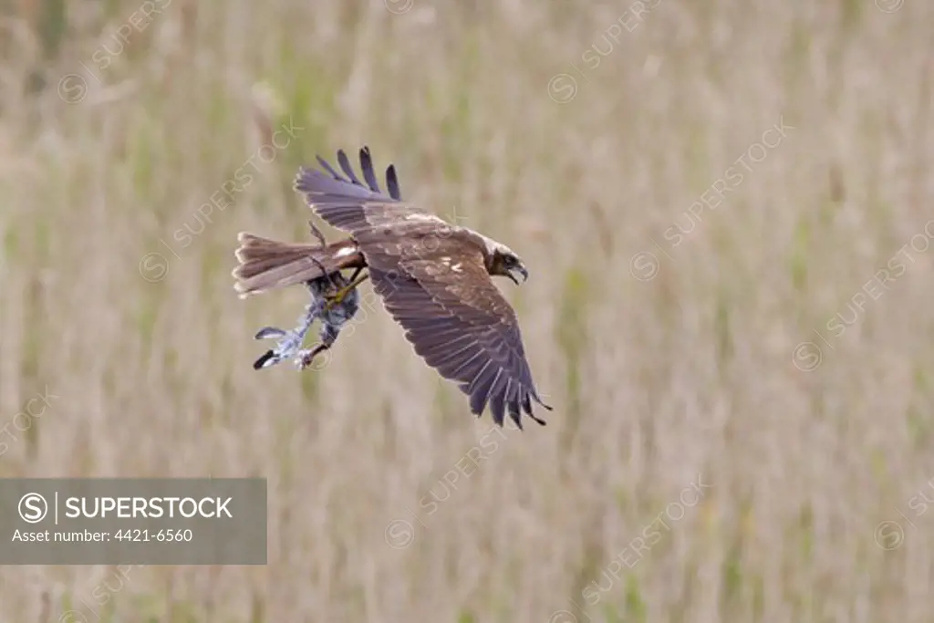 Western Marsh Harrier (Circus aeruginosus) adult female, in flight over reedbed, with Black-headed Gull (Larus ridibundus) chick in talons, Minsmere RSPB Reserve, Suffolk, England, july