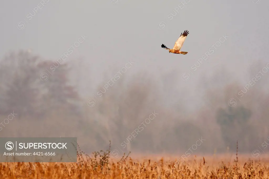 Western Marsh Harrier (Circus aeruginosus) adult male, in flight, hunting over reedbed habitat, Norfolk, England, march