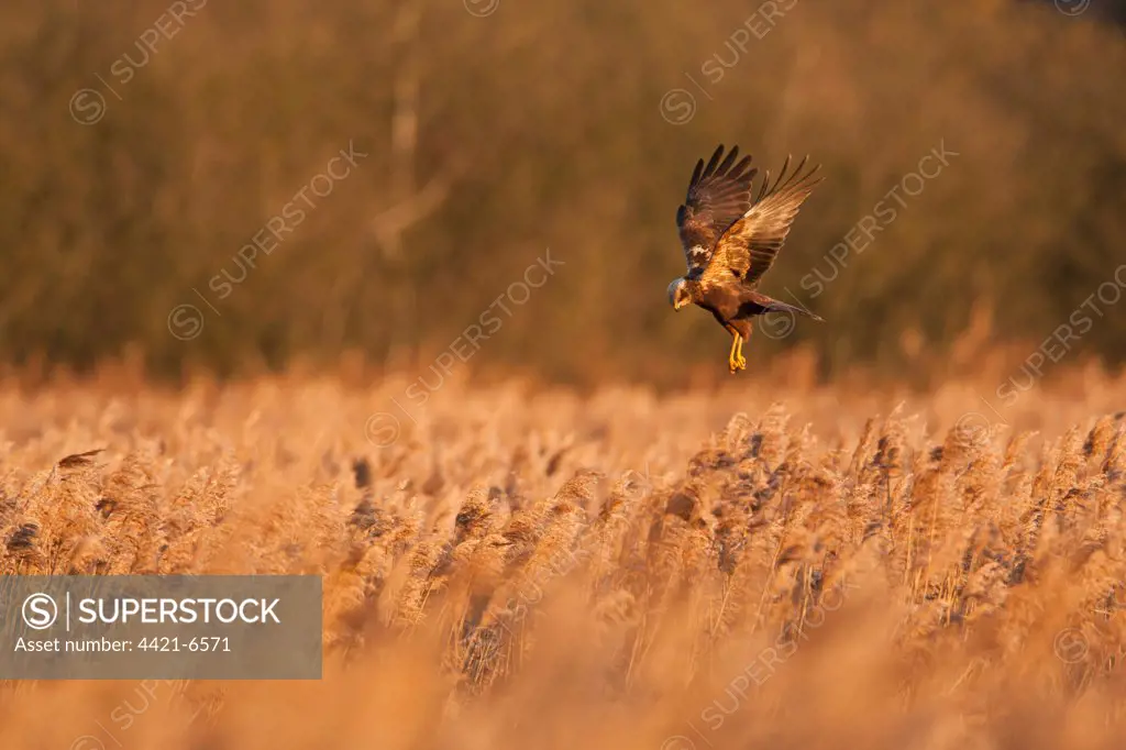 Western Marsh Harrier (Circus aeruginosus) adult female, in flight, hunting over reedbed, Norfolk, England, december