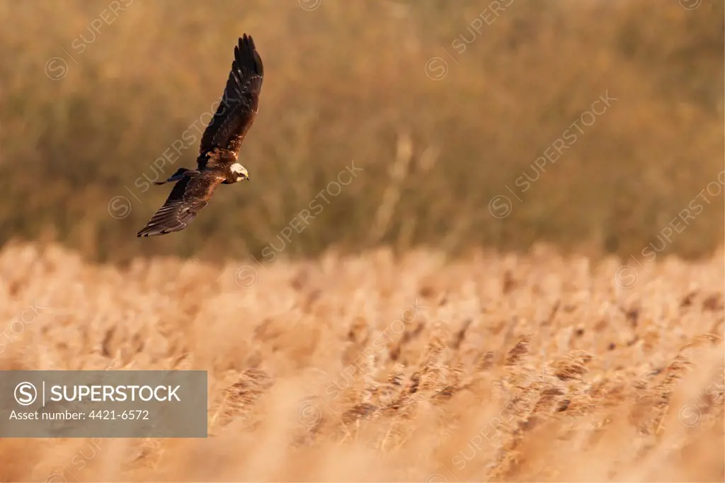 Western Marsh Harrier (Circus aeruginosus) juvenile, in flight, hunting over reedbed, Norfolk, England, december