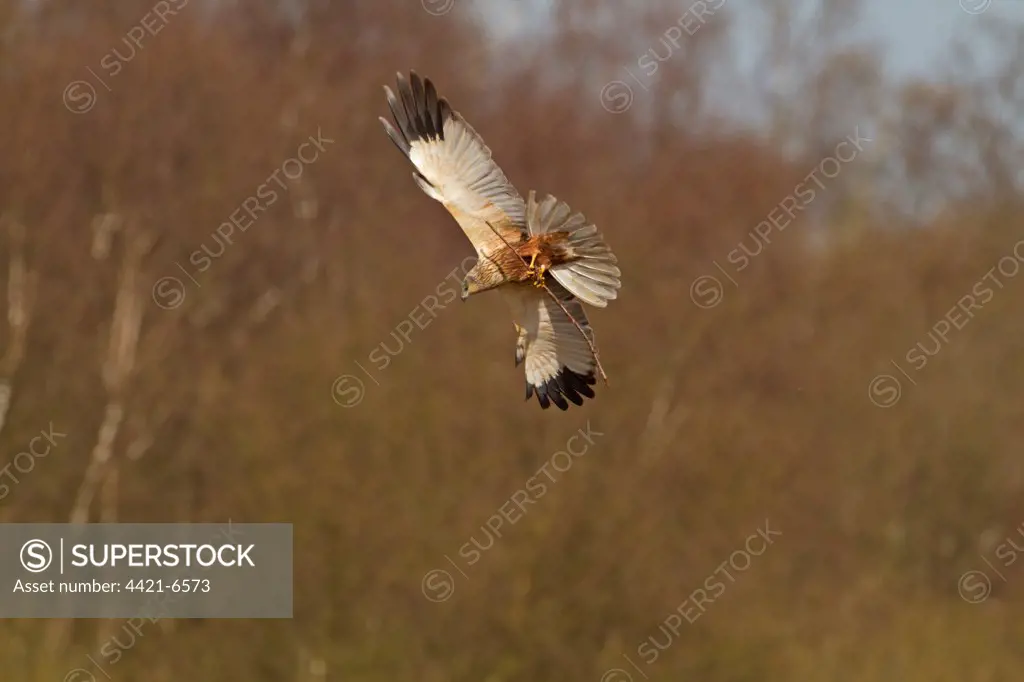 Western Marsh Harrier (Circus aeruginosus) adult male, in flight, carrying nesting material, Sculthorpe Moor Nature Reserve, Wensum Valley, Norfolk, England, april