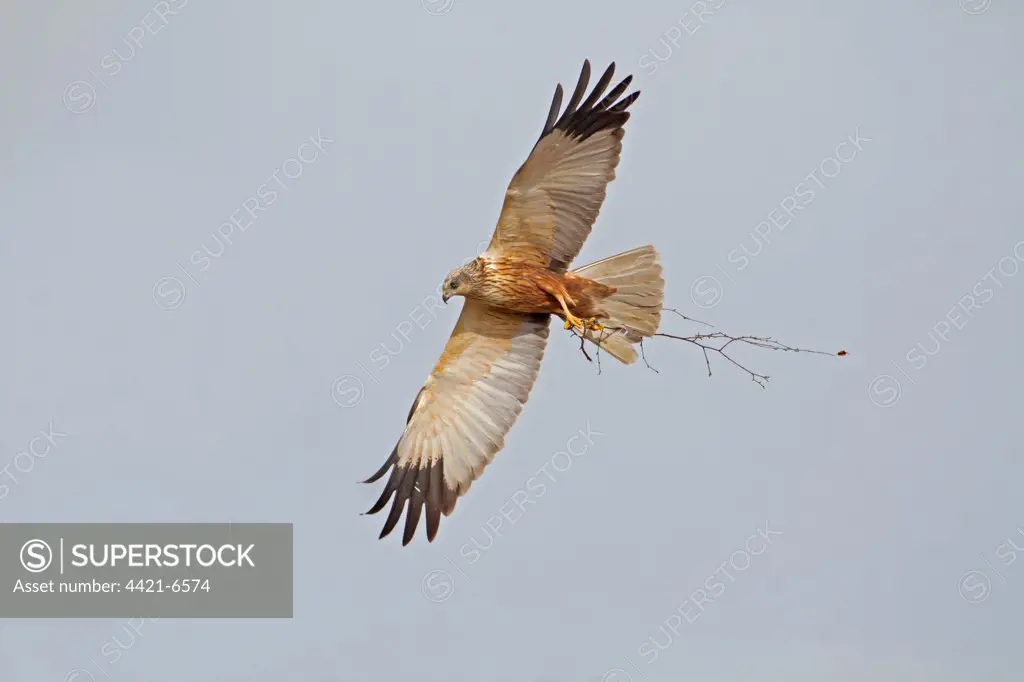 Western Marsh Harrier (Circus aeruginosus) adult male, in flight, carrying nesting material, Sculthorpe Moor Nature Reserve, Wensum Valley, Norfolk, England, april