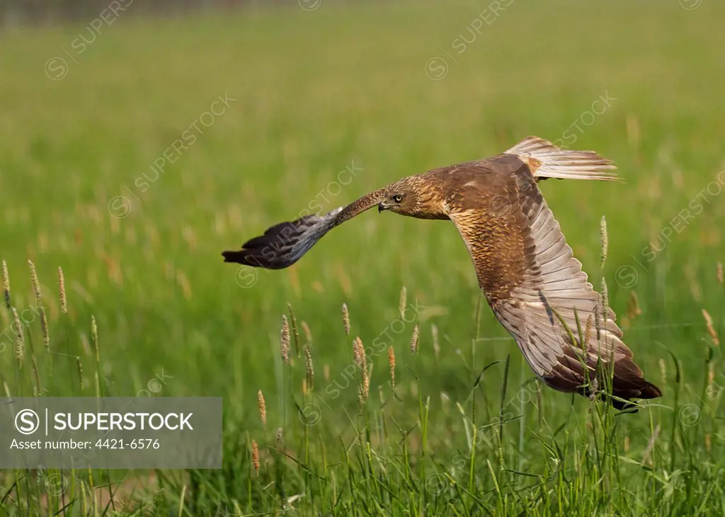 Western Marsh Harrier (Circus aeruginosus) adult male, in flight over grassland, Hortobagy N.P., Hungary, may