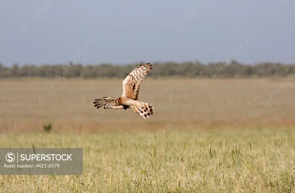 Montagu's Harrier (Circus pygargus) adult female, in flight, hunting over field, Extremadura, Spain, may