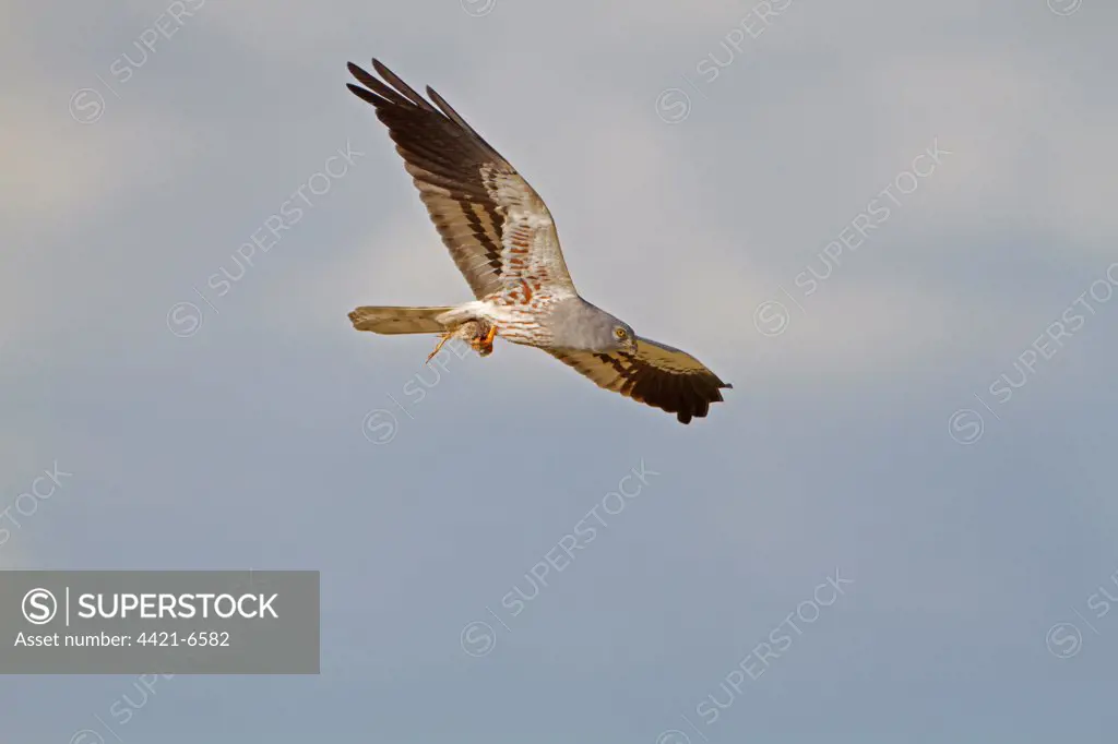 Montagu's Harrier (Circus pygargus) adult male, in flight, carrying passerine bird prey in talons, Spain, may