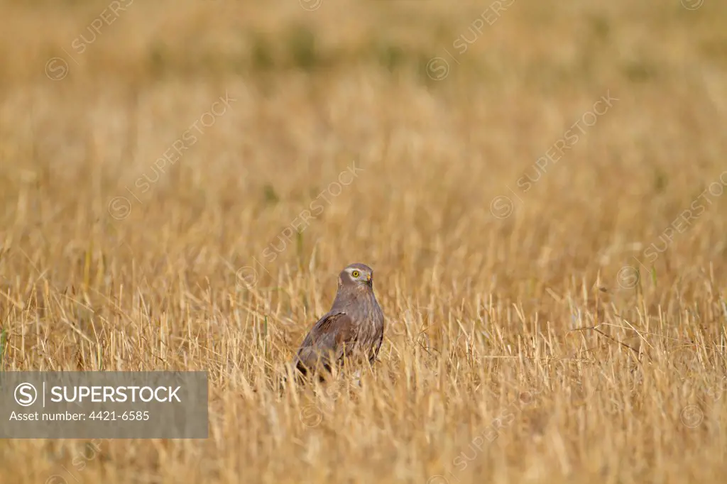 Montagu's Harrier (Circus pygargus) immature male, standing in stubble field, Northern Spain, july