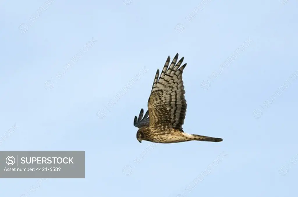 Northern Harrier (Circus cyaneus hudsonius) adult female, in flight, Bosque del Apache National Wildlife Refuge, New Mexico, U.S.A., january