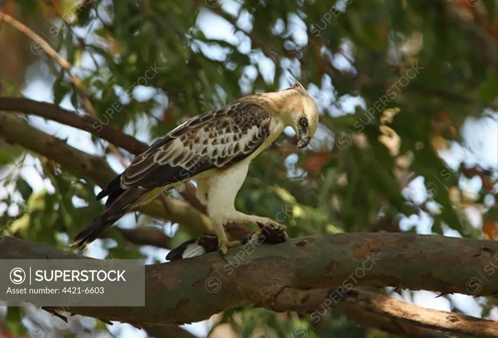 Changeable Hawk-eagle (Spizaetus cirrhatus ceylanensis) endemic race, sub-adult, feeding on White-throated Kingfisher (Halcyon smyrnensis) prey in talons, perched on branch, Sri Lanka, december