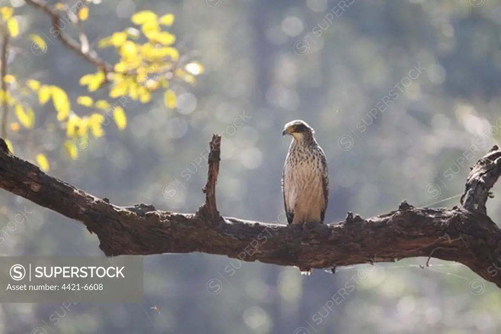 Changeable Hawk-eagle (Nisaetus cirrhatus) immature, perched on branch, Kanha N.P., Madhya Pradesh, India, november