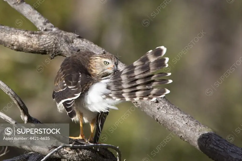 Gabar Goshawk (Melierax gabar) immature, preening tail feathers, perched on branch, Savute, Chobe N.P., Botswana