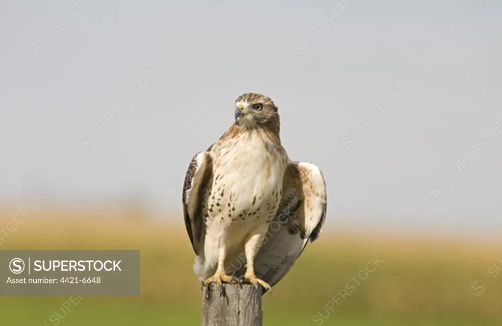 Red-tailed Hawk (Buteo jamaicensis) immature, perched on post, North Dakota, U.S.A., september