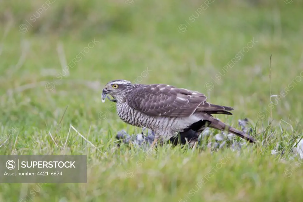 Eurasian Sparrowhawk (Accipiter nisus) adult female, feeding, plucking Northern Lapwing (Vanellus vanellus) prey on grazing marsh, Suffolk, England, january
