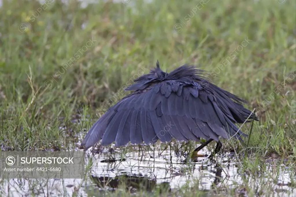 Black Heron (Egretta ardesiaca) adult, fishing in pool, using wings  'umbrella' to shade water, Okavango Delta, Botswana - SuperStock