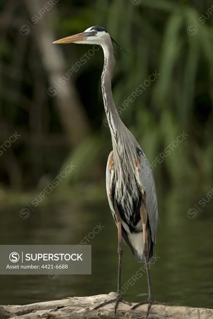 Great Blue Heron (Ardea herodias) adult, standing on log at edge of water, Costa Rica, march