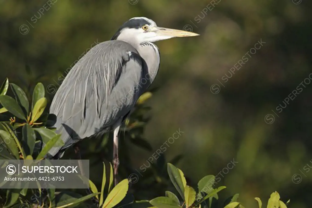 Grey Heron (Ardea cinerea) adult, perched in mangrove, Gambia, january