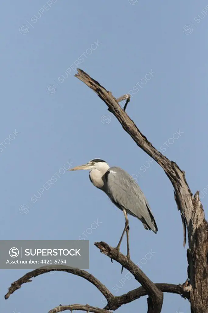 Grey Heron (Ardea cinerea) adult, perched on branch in dead tree, Gambia, january
