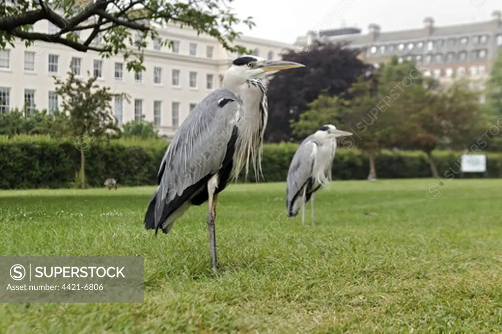 Grey Heron (Ardea cinerea) two adults, standing on grass in city parkland, Regent's Park, London, England, may