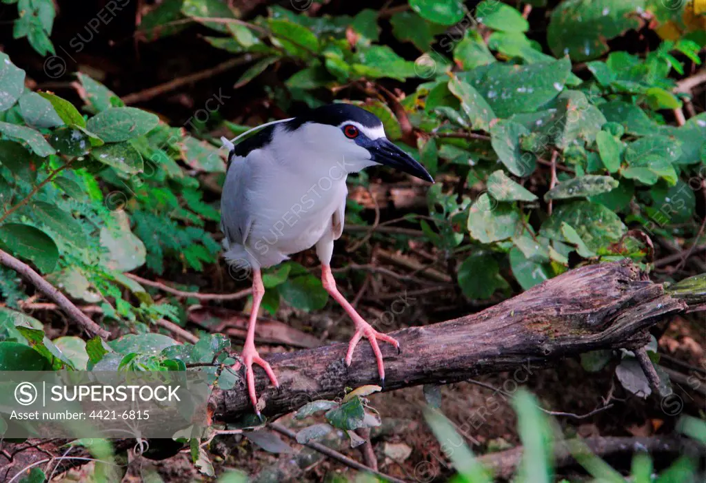Black-crowned Night-heron (Nycticorax nyctocorax) adult, standing on low branch in woodland, Sabah, Borneo, Malaysia, january