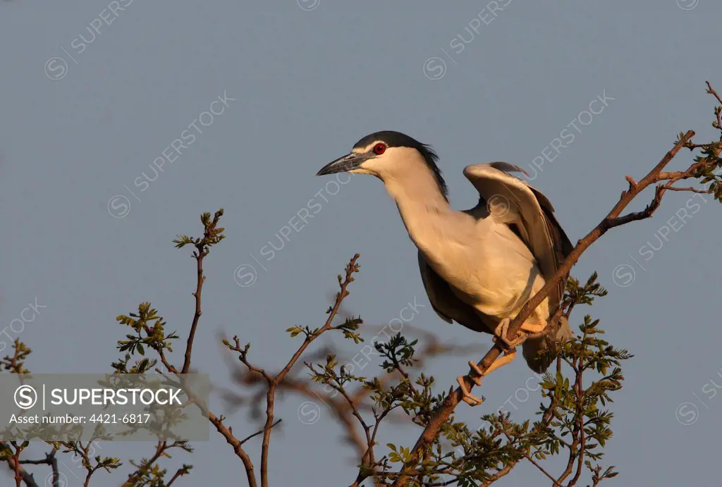 Black-crowned Night-heron (Nycticorax nyctocorax) adult, taking off from tree branch, Hebei, China, may